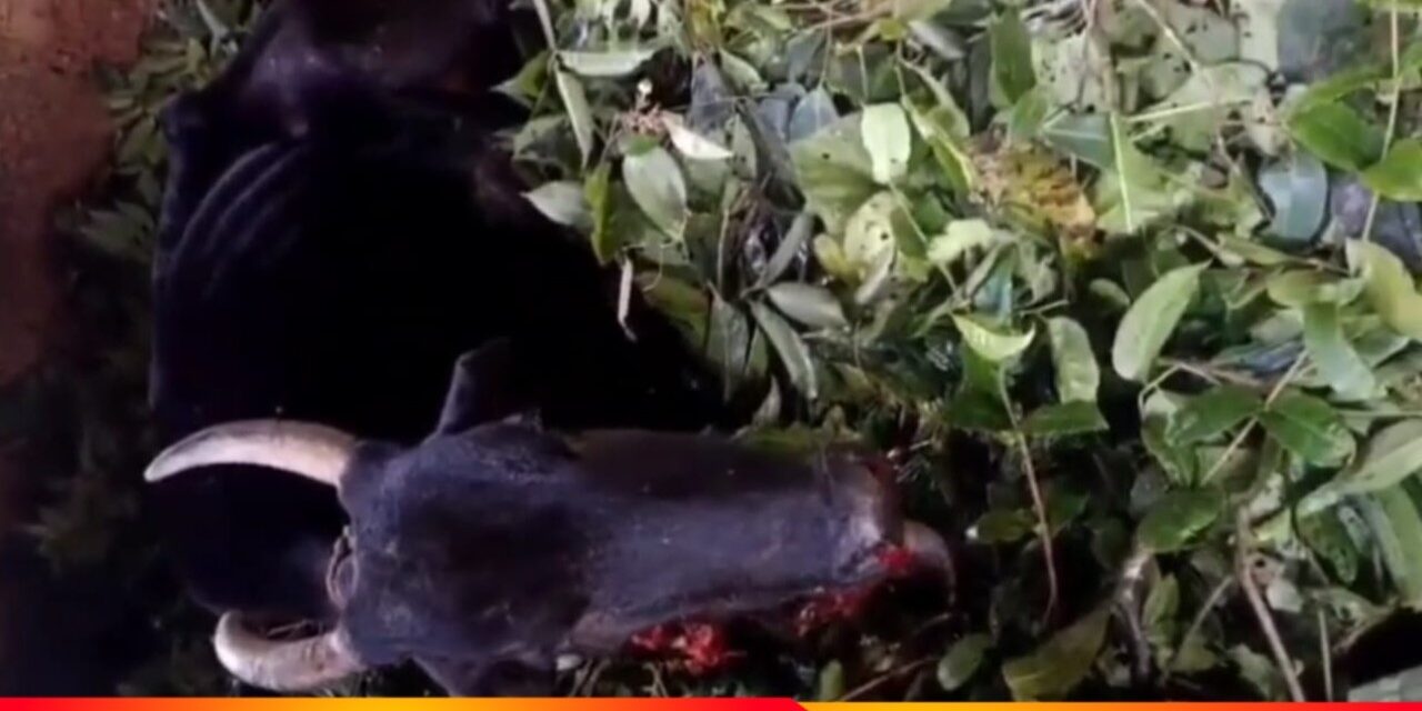 ನಾಡಬಾಂಬ್ ಸ್ಪೋಟ -ಹಸು ಗಂಭೀರ ಗಾಯ