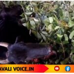 ನಾಡಬಾಂಬ್ ಸ್ಪೋಟ -ಹಸು ಗಂಭೀರ ಗಾಯ