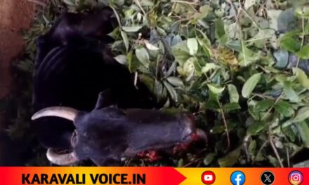 ನಾಡಬಾಂಬ್ ಸ್ಪೋಟ -ಹಸು ಗಂಭೀರ ಗಾಯ