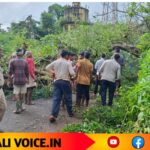 ಬೃಹತ್ ಮರ ಧರೆಗುರುಳಿ ಗರ್ಭಿಣಿ ಸಾವು