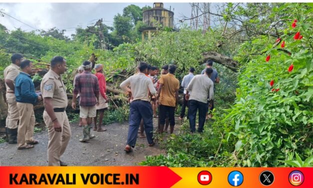 ಬೃಹತ್ ಮರ ಧರೆಗುರುಳಿ ಗರ್ಭಿಣಿ ಸಾವು