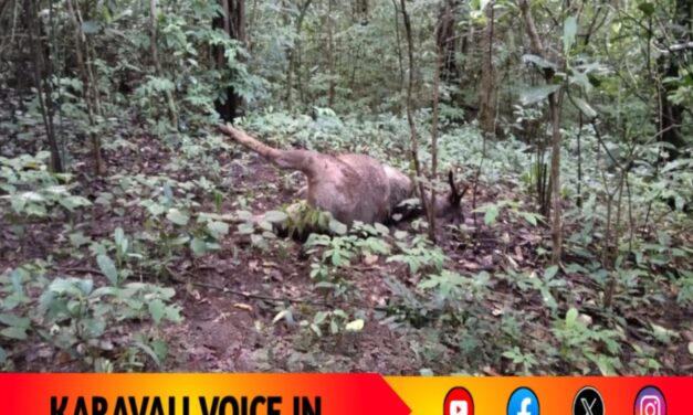 ಅರಣ್ಯದಲ್ಲಿ ಕಡವೆ ಸಾವು: ಬೇಟೆಗಾರರ ಕೈವಾಡ ಶಂಕೆ