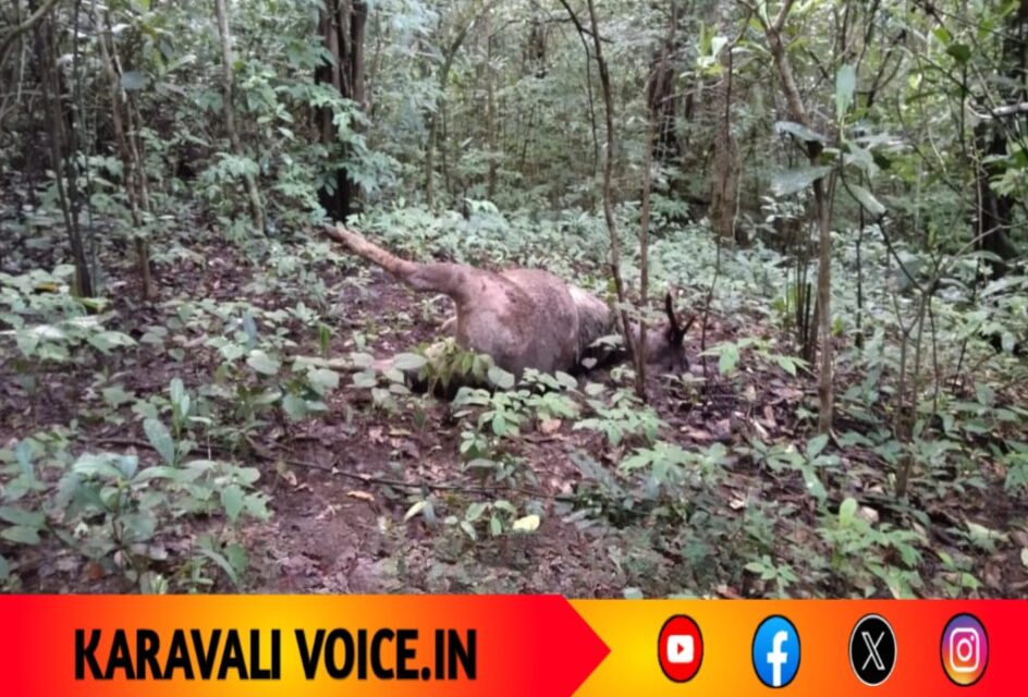 ಅರಣ್ಯದಲ್ಲಿ ಕಡವೆ ಸಾವು: ಬೇಟೆಗಾರರ ಕೈವಾಡ ಶಂಕೆ