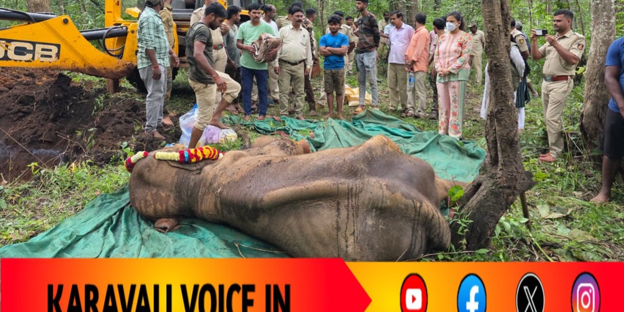 ಕಾಳಿ ಹುಲಿ ಸಂರಕ್ಷಿತ ಪ್ರದೇಶದಲ್ಲಿ ಎರಡು ವರ್ಷದ ಹೆಣ್ಣಾನೆ ಸಾವು