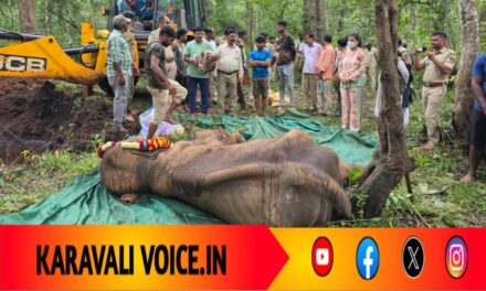 ಕಾಳಿ ಹುಲಿ ಸಂರಕ್ಷಿತ ಪ್ರದೇಶದಲ್ಲಿ ಎರಡು ವರ್ಷದ ಹೆಣ್ಣಾನೆ ಸಾವು