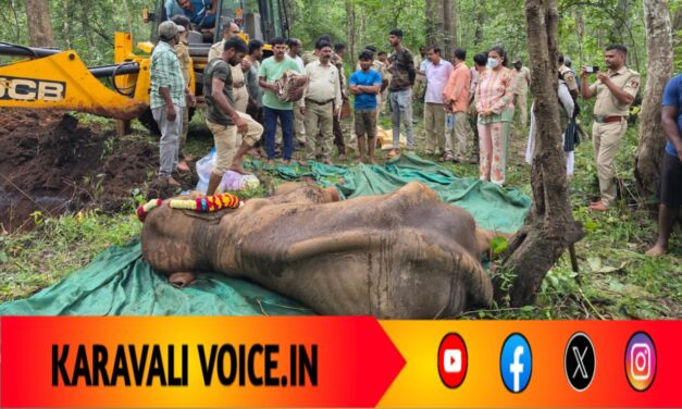 ಕಾಳಿ ಹುಲಿ ಸಂರಕ್ಷಿತ ಪ್ರದೇಶದಲ್ಲಿ ಎರಡು ವರ್ಷದ ಹೆಣ್ಣಾನೆ ಸಾವು