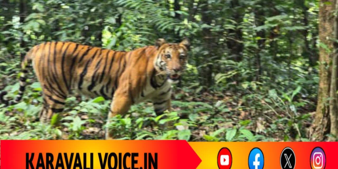 ಕೈಗಾ ರಸ್ತೆಯಲ್ಲಿ ಅಚ್ಚರಿ ಅತಿಥಿ – ವ್ಯಾಘ್ರ ದರ್ಶನ!
