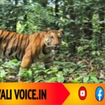 ಕೈಗಾ ರಸ್ತೆಯಲ್ಲಿ ಅಚ್ಚರಿ ಅತಿಥಿ – ವ್ಯಾಘ್ರ ದರ್ಶನ!