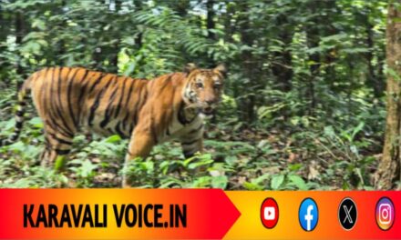 ಕೈಗಾ ರಸ್ತೆಯಲ್ಲಿ ಅಚ್ಚರಿ ಅತಿಥಿ – ವ್ಯಾಘ್ರ ದರ್ಶನ!