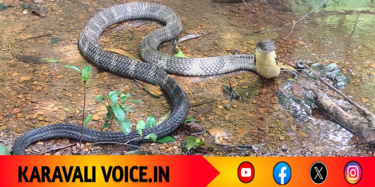 “ದೇವಳಮಕ್ಕಿಯಲ್ಲಿ ದೈತ್ಯ ಅತಿಥಿ! 10 ಅಡಿ ಉದ್ದದ ಕಾಳಿಂಗ ಸರ್ಪದ ರೋಮಾಂಚಕ ದರ್ಶನ”