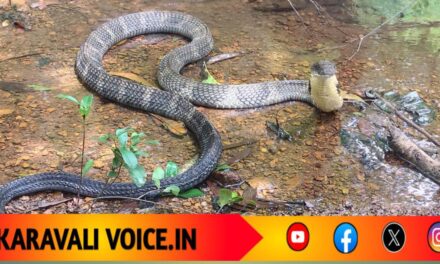 “ದೇವಳಮಕ್ಕಿಯಲ್ಲಿ ದೈತ್ಯ ಅತಿಥಿ! 10 ಅಡಿ ಉದ್ದದ ಕಾಳಿಂಗ ಸರ್ಪದ ರೋಮಾಂಚಕ ದರ್ಶನ”