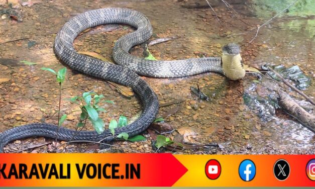 “ದೇವಳಮಕ್ಕಿಯಲ್ಲಿ ದೈತ್ಯ ಅತಿಥಿ! 10 ಅಡಿ ಉದ್ದದ ಕಾಳಿಂಗ ಸರ್ಪದ ರೋಮಾಂಚಕ ದರ್ಶನ”