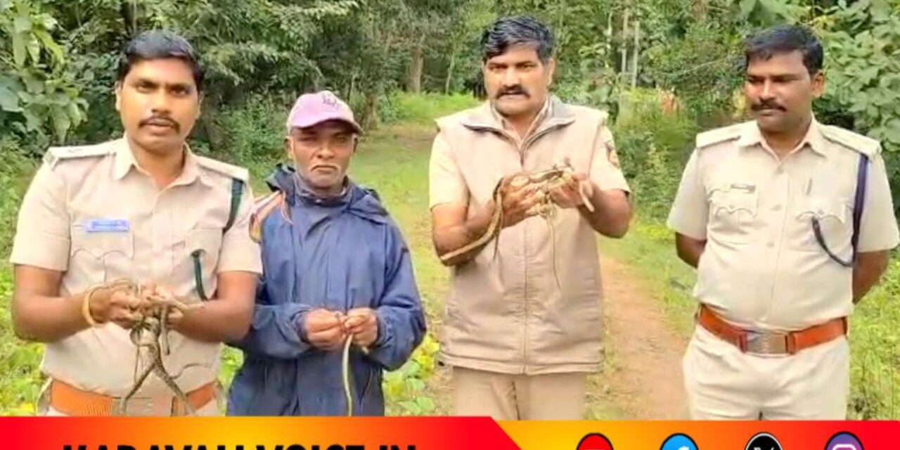 ಕೃತಕ ಕಾವು: ಕೆರೆ ಹಾವಿನ 67 ಮೊಟ್ಟೆಗಳಿಂದ ಹೊರಬಂದ ಮರಿಗಳು