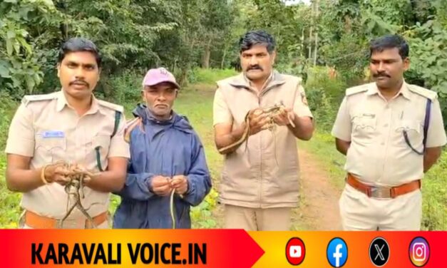 ಕೃತಕ ಕಾವು: ಕೆರೆ ಹಾವಿನ 67 ಮೊಟ್ಟೆಗಳಿಂದ ಹೊರಬಂದ ಮರಿಗಳು