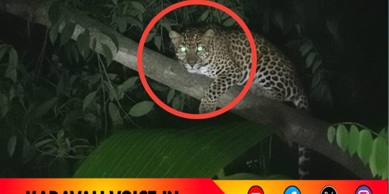 ಮನೆಯ ಬಳಿಯೇ ಹೊಂಚು ಹಾಕಿ ಕೂತ ಚಿರತೆ: ಗ್ರಾಮಸ್ಥರಲ್ಲಿ ಆತಂಕ