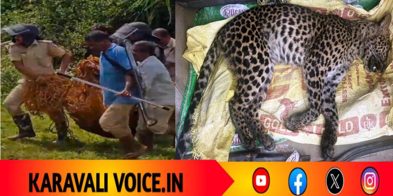 ಕಾಡು ಹಂದಿಗಿಟ್ಟ ಉರುಳಿನಿಂದ ಕೊನೆಯಾಯ್ತು ಚಿರತೆ ಮರಿಯ ಜೀವ!
