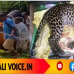 ಕಾಡು ಹಂದಿಗಿಟ್ಟ ಉರುಳಿನಿಂದ‌ ಕೊನೆಯಾಯ್ತು ಚಿರತೆ ಮರಿಯ ಜೀವ! 