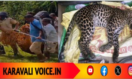 ಕಾಡು ಹಂದಿಗಿಟ್ಟ ಉರುಳಿನಿಂದ ಕೊನೆಯಾಯ್ತು ಚಿರತೆ ಮರಿಯ ಜೀವ!