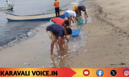 ಅಲೆಗಳ ಹೊಡೆತಕ್ಕೆ ತೀರಕ್ಕೆ ಬಂದ ಮೀನುಗಳು: ಮುಗಿಬಿದ್ದ ಜನ
