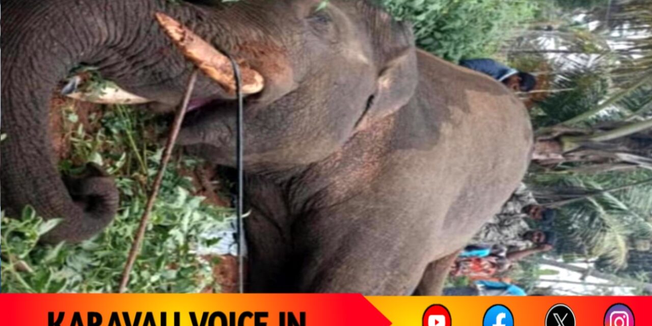ಸೆರೆ ಕಾರ್ಯಾಚರಣೆಗೂ ಮುನ್ನ ವಿದ್ಯುತ್ ತಂತಿಗೆ ಬಲಿಯಾದ ಪುಂಡಾನೆ
