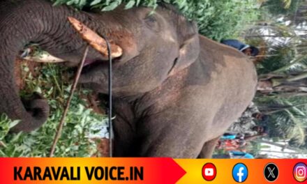 ಸೆರೆ ಕಾರ್ಯಾಚರಣೆಗೂ ಮುನ್ನ ವಿದ್ಯುತ್ ತಂತಿಗೆ ಬಲಿಯಾದ ಪುಂಡಾನೆ