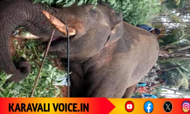 ಸೆರೆ ಕಾರ್ಯಾಚರಣೆಗೂ ಮುನ್ನ ವಿದ್ಯುತ್ ತಂತಿಗೆ ಬಲಿಯಾದ ಪುಂಡಾನೆ