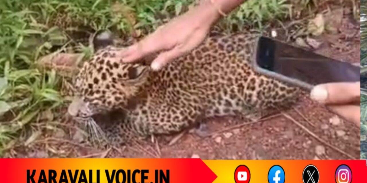 ಚಿರತೆ ಮರಿ ಪ್ರತ್ಯಕ್ಷ: ಜನತೆ ಮುಗಿ ಬಿದ್ದು ಸೆಲ್ಫಿ ಕ್ಲಿಕ್!