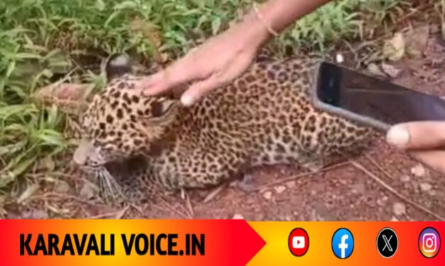 ಚಿರತೆ ಮರಿ ಪ್ರತ್ಯಕ್ಷ: ಜನತೆ ಮುಗಿ ಬಿದ್ದು ಸೆಲ್ಫಿ ಕ್ಲಿಕ್!