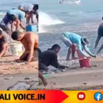 ಬೀಚ್ ಗ್ಯಾರಂಟಿ: ಫ್ರೀ ಫ್ರೀ ಮೀನಿಗೆ ಮುಗಿಬಿದ್ದ ಜನ