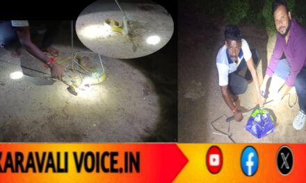 ಬಲೆಗೆ ಸಿಕ್ಕ ನಾಗರಹಾವು: ಸಾಹಸಮಯ ರಕ್ಷಣೆ