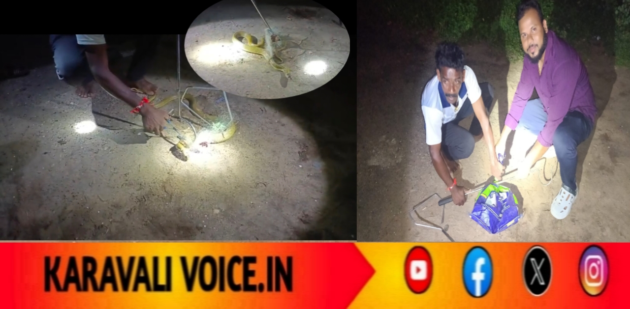 ಬಲೆಗೆ ಸಿಕ್ಕ ನಾಗರಹಾವು: ಸಾಹಸಮಯ ರಕ್ಷಣೆ