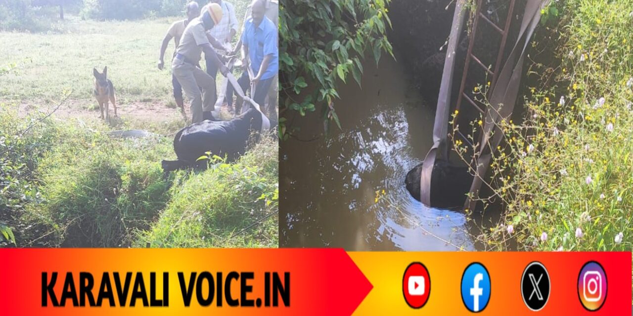 ಅಗ್ನಿಶಾಮಕ ತಂಡದ ಸಾಹಸ: 50 ಅಡಿ ಆಳದ ಬಾವಿಯಿಂದ  ಎದ್ದುಬಂತು ಎತ್ತು!
