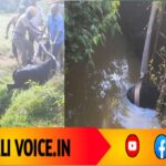 ಅಗ್ನಿಶಾಮಕ ತಂಡದ ಸಾಹಸ: 50 ಅಡಿ ಆಳದ ಬಾವಿಯಿಂದ  ಎದ್ದುಬಂತು ಎತ್ತು!