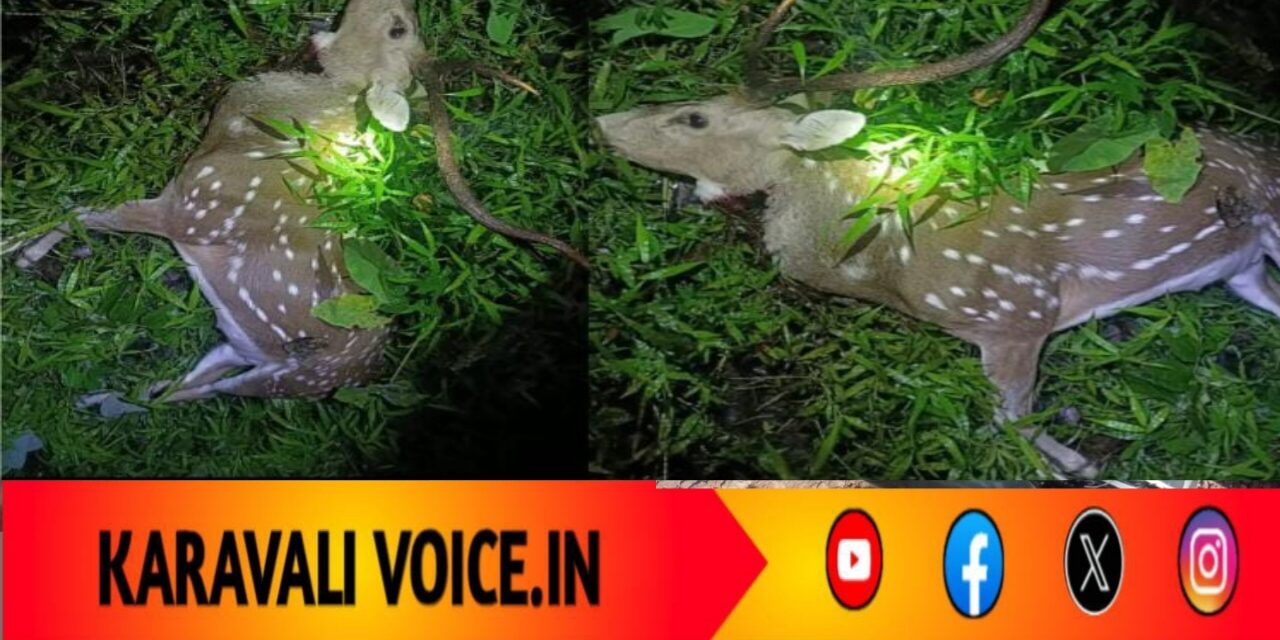 ತುಡುಗುಣಿ ಕಾಡಿನಲ್ಲಿ ಗುಂಡಿನ ಸದ್ದು! ರಾತ್ರಿ ಬೇಟೆಗೆ ಬಲಿಯಾದ ಜಿಂಕೆ