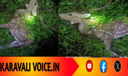 ತುಡುಗುಣಿ ಕಾಡಿನಲ್ಲಿ ಗುಂಡಿನ ಸದ್ದು! ರಾತ್ರಿ ಬೇಟೆಗೆ ಬಲಿಯಾದ ಜಿಂಕೆ