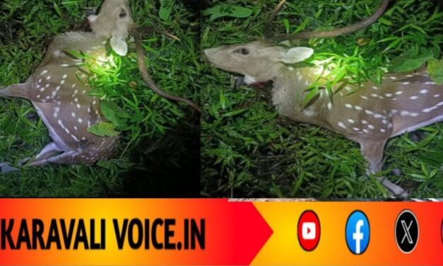 ತುಡುಗುಣಿ ಕಾಡಿನಲ್ಲಿ ಗುಂಡಿನ ಸದ್ದು! ರಾತ್ರಿ ಬೇಟೆಗೆ ಬಲಿಯಾದ ಜಿಂಕೆ