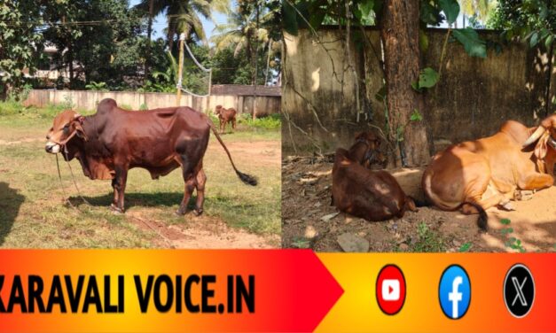 ಬೆಳಗಾವಿಯಿಂದ ಭಟ್ಕಳಕ್ಕೆ ಅಕ್ರಮ ಸಾಗಾಟ: ಗೋ ಹಂತಕರಿಗೆ ಯಲ್ಲಾಪುರ ಪೊಲೀಸ್ ಶಾಕ್ ಆ್ಯಕ್ಷನ್