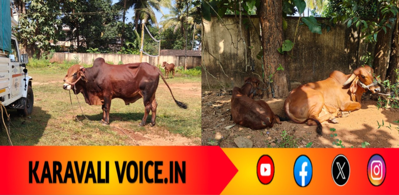 ಬೆಳಗಾವಿಯಿಂದ ಭಟ್ಕಳಕ್ಕೆ ಅಕ್ರಮ ಸಾಗಾಟ: ಗೋ ಹಂತಕರಿಗೆ ಯಲ್ಲಾಪುರ ಪೊಲೀಸ್ ಶಾಕ್ ಆ್ಯಕ್ಷನ್