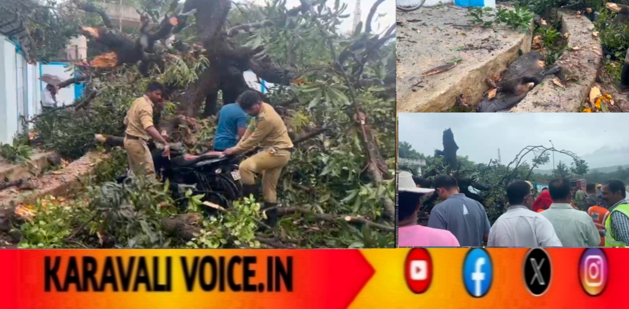 ಟ್ರೀ ಪ್ರಾಬ್ಲೆಮ್ಮು: ಬೃಹತ್ ಮಾವಿನ ಮರ ಉರುಳಿ 8 ಬೈಕ್ ಜಖಂ, ಆಕಳು ಸಾವು