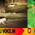 ಕಾಳಿಹುಲಿ ಸಂರಕ್ಷಿತ ಪ್ರದೇಶದಲ್ಲಿ ಒಂಟಿ ಚಿರತೆ ವಾಕ್: ಕಾರು ಸವಾರ ಶಾಕ್