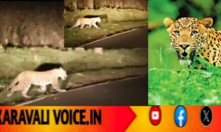 ಕಾಳಿಹುಲಿ ಸಂರಕ್ಷಿತ ಪ್ರದೇಶದಲ್ಲಿ ಒಂಟಿ ಚಿರತೆ ವಾಕ್: ಕಾರು ಸವಾರ ಶಾಕ್
