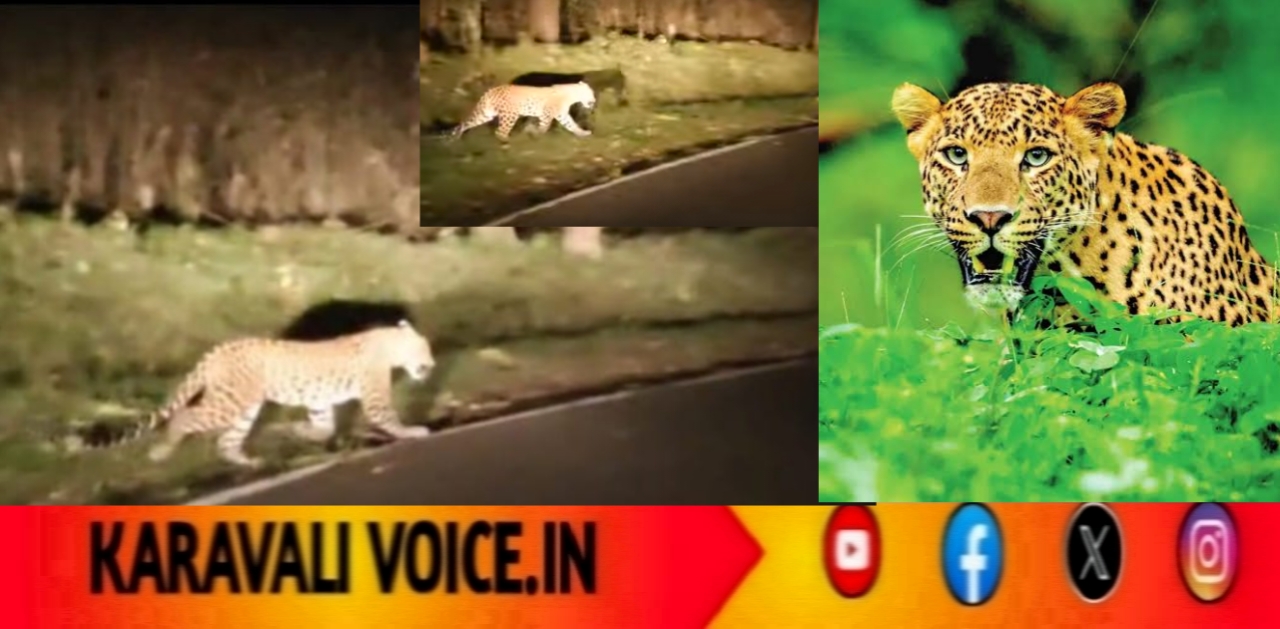 ಕಾಳಿಹುಲಿ ಸಂರಕ್ಷಿತ ಪ್ರದೇಶದಲ್ಲಿ ಒಂಟಿ ಚಿರತೆ ವಾಕ್: ಕಾರು ಸವಾರ ಶಾಕ್