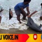 ತೀರಕ್ಕೆ ಬಂದು ಒದ್ದಾಡಿದ ಡಾಲ್ಪಿನ್: ಜೀವ ಉಳಿಸಿದ ಸಹೃದಯಿಗಳು