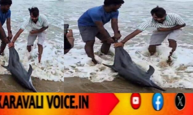 ತೀರಕ್ಕೆ ಬಂದು ಒದ್ದಾಡಿದ ಡಾಲ್ಪಿನ್: ಜೀವ ಉಳಿಸಿದ ಸಹೃದಯಿಗಳು