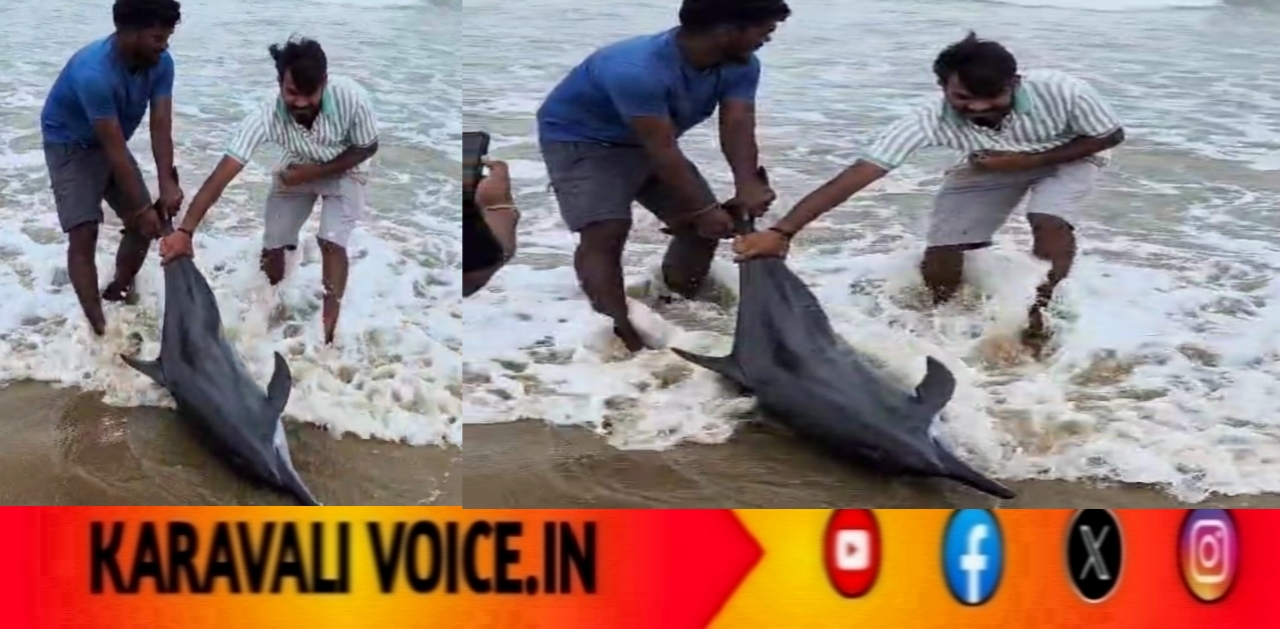 ತೀರಕ್ಕೆ ಬಂದು ಒದ್ದಾಡಿದ ಡಾಲ್ಪಿನ್: ಜೀವ ಉಳಿಸಿದ ಸಹೃದಯಿಗಳು