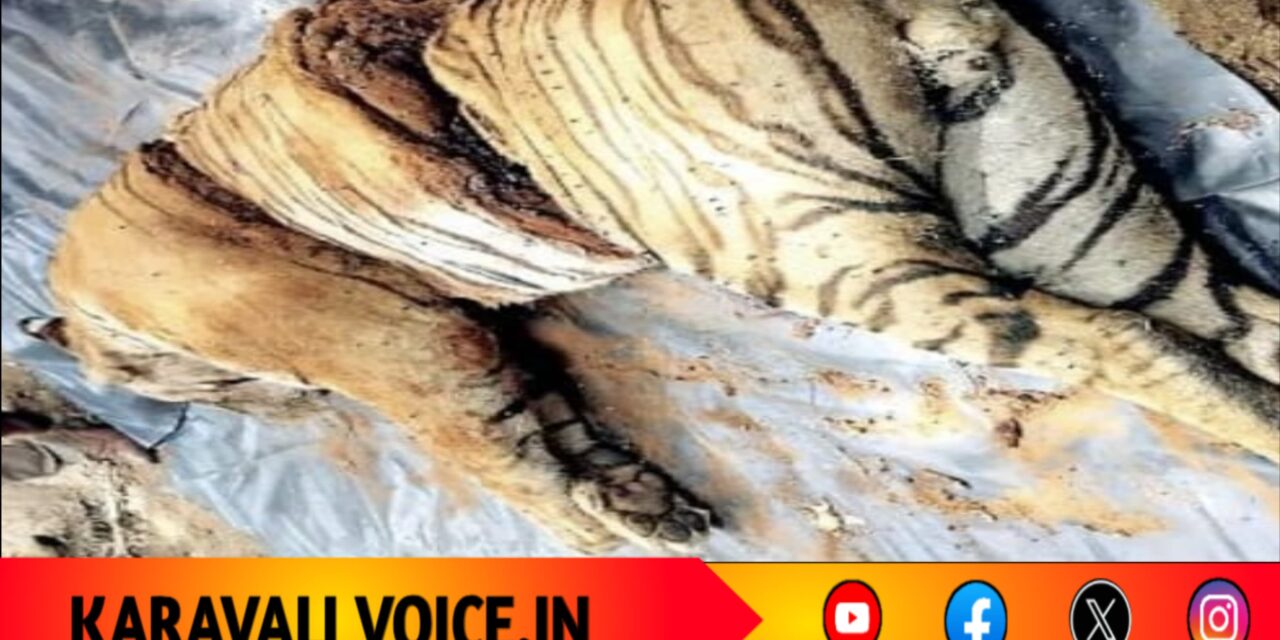 ಮತ್ತೆ ಹುಲಿಯ ಹತ್ಯೆ: ಮೂರು ತುಂಡಾಗಿ ಕತ್ತರಿಸಿ ಮೃಗೀಯ ಕೃತ್ಯ ಎಸಗಿದ ದುಷ್ಕರ್ಮಿಗಳು