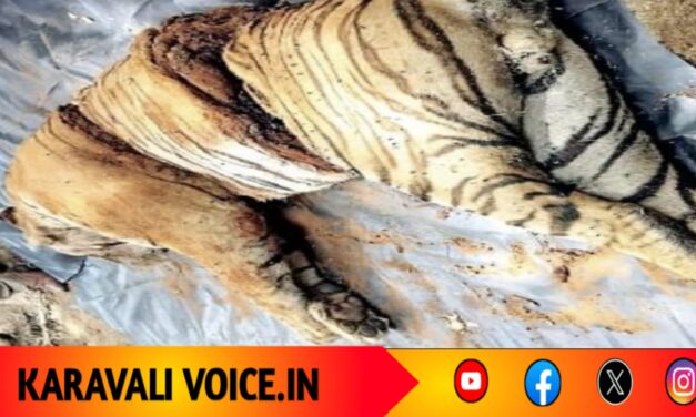 ಮತ್ತೆ ಹುಲಿಯ ಹತ್ಯೆ: ಮೂರು ತುಂಡಾಗಿ ಕತ್ತರಿಸಿ ಮೃಗೀಯ ಕೃತ್ಯ ಎಸಗಿದ ದುಷ್ಕರ್ಮಿಗಳು