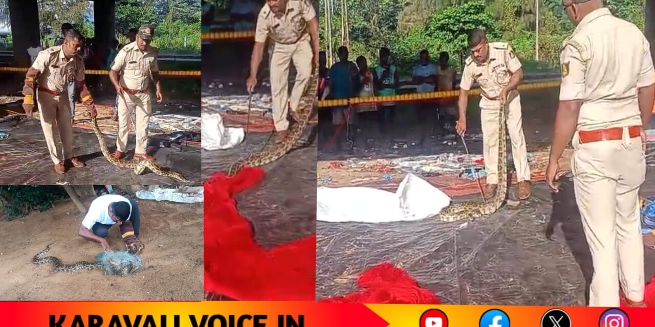 ಕಾರವಾರದಲ್ಲಿ ಒಂದೇ ದಿನದಲ್ಲಿ ಎರಡು ಪೈಥಾನ್ ರಕ್ಷಣೆ!