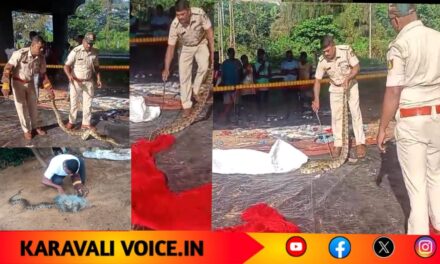 ಕಾರವಾರದಲ್ಲಿ ಒಂದೇ ದಿನದಲ್ಲಿ ಎರಡು ಪೈಥಾನ್ ರಕ್ಷಣೆ!