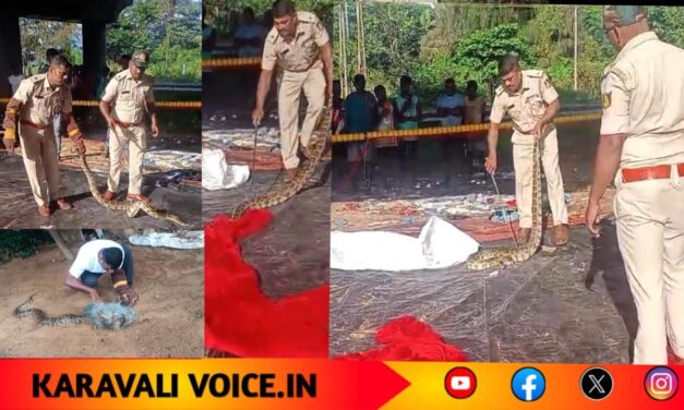 ಕಾರವಾರದಲ್ಲಿ ಒಂದೇ ದಿನದಲ್ಲಿ ಎರಡು ಪೈಥಾನ್ ರಕ್ಷಣೆ!